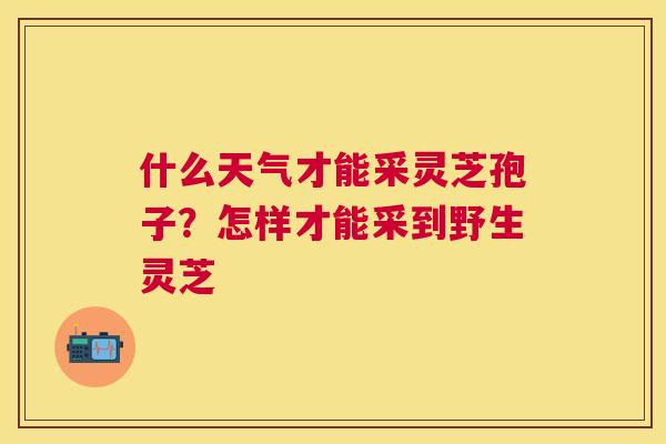 什么天气才能采灵芝孢子?怎样才能采到野生灵芝 什么天气才能采灵芝孢子?怎样才能采到野生灵芝