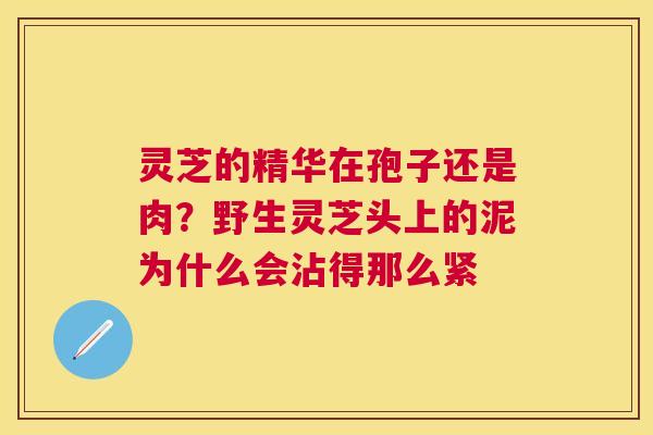 灵芝的精华在孢子还是肉?野生灵芝头上的泥为什么会沾得那么紧 灵芝的精华在孢子还是肉?野生灵芝头上的泥为什么会沾得那么紧