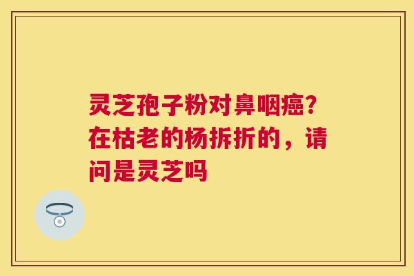 灵芝孢子粉对鼻咽？在枯老的杨拆折的，请问是灵芝吗