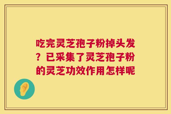 吃完灵芝孢子粉掉头发？已采集了灵芝孢子粉的灵芝功效作用怎样呢