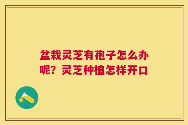 盆栽灵芝有孢子怎么办呢?灵芝种植怎样开口 盆栽灵芝有孢子怎么办呢?灵芝种植怎样开口