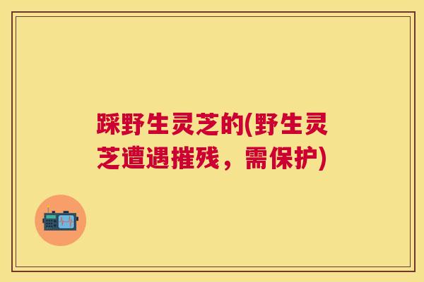 踩野生灵芝的(野生灵芝遭遇摧残，需保护)