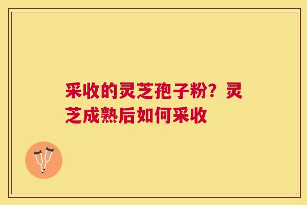 采收的灵芝孢子粉?灵芝成熟后如何采收 采收的灵芝孢子粉?灵芝成熟后如何采收