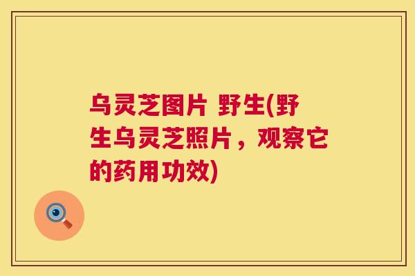 乌灵芝图片 野生(野生乌灵芝照片，观察它的药用功效)