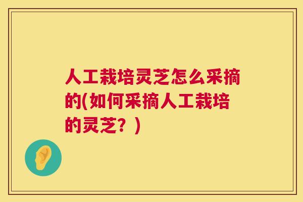 人工栽培灵芝怎么采摘的(如何采摘人工栽培的灵芝?) 人工栽培灵芝怎么采摘的(如何采摘人工栽培的灵芝?)
