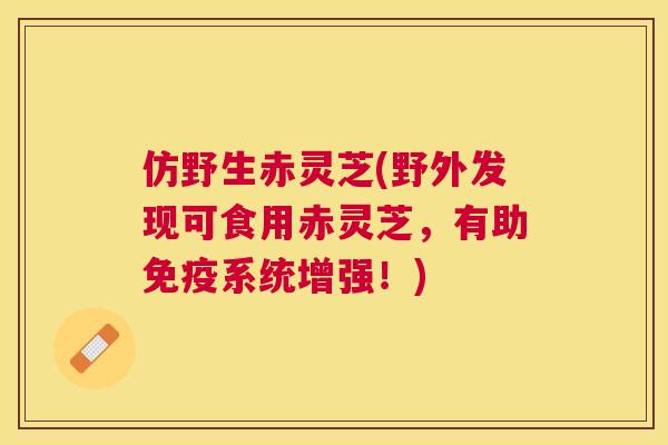 仿野生赤灵芝(野外发现可食用赤灵芝，有助免疫系统增强！)