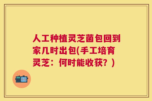 人工种植灵芝菌包回到家几时出包(手工培育灵芝：何时能收获？)