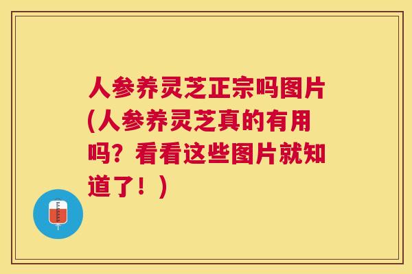 人参养灵芝正宗吗图片(人参养灵芝真的有用吗？看看这些图片就知道了！)