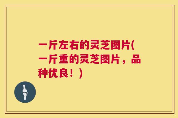 一斤左右的灵芝图片(一斤重的灵芝图片，品种优良！)