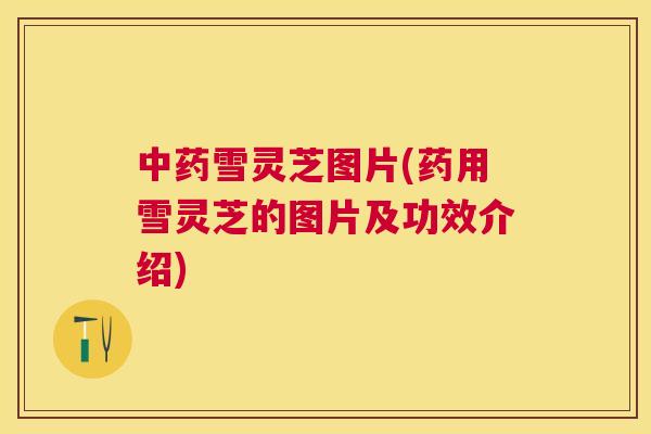 雪灵芝图片(药用雪灵芝的图片及功效介绍) 雪灵芝图片(药用雪灵芝的图片及功效介绍)