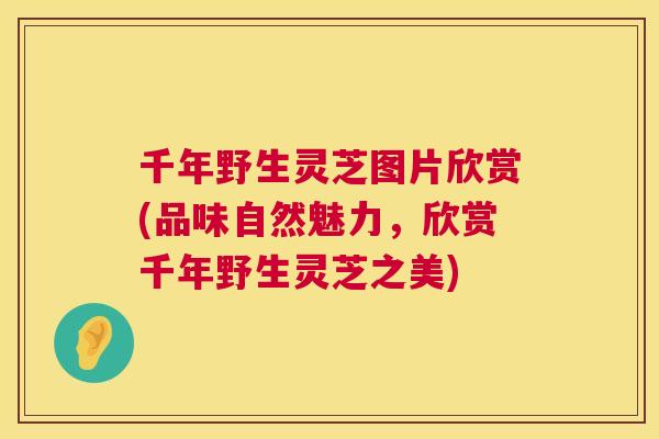 千年野生灵芝图片欣赏(品味自然魅力,欣赏千年野生灵芝之美) 千年野生灵芝图片欣赏(品味自然魅力,欣赏千年野生灵芝之美)