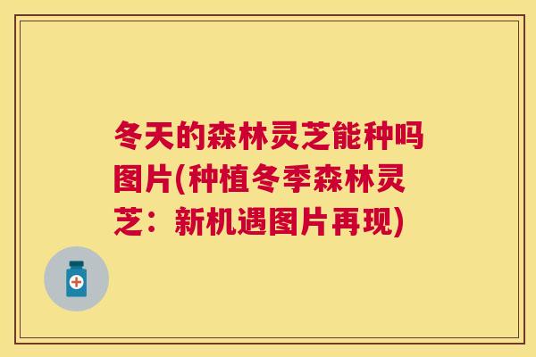 冬天的森林灵芝能种吗图片(种植冬季森林灵芝：新机遇图片再现)