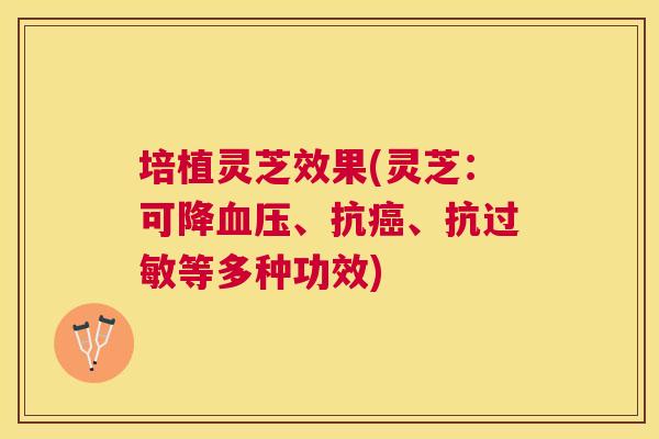 培植灵芝效果(灵芝:可降、抗、抗等多种功效) 培植灵芝效果(灵芝:可降、抗、抗等多种功效)
