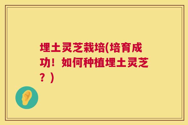埋土灵芝栽培(培育成功!如何种植埋土灵芝?) 埋土灵芝栽培(培育成功!如何种植埋土灵芝?)