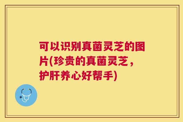 可以识别真菌灵芝的图片(珍贵的真菌灵芝，养心好帮手)
