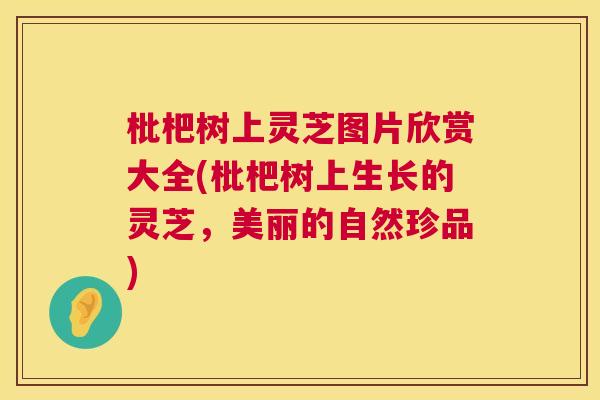 枇杷树上灵芝图片欣赏大全(枇杷树上生长的灵芝，美丽的自然珍品)