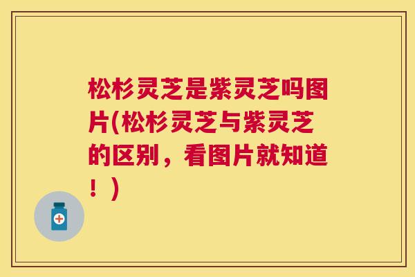 松杉灵芝是紫灵芝吗图片(松杉灵芝与紫灵芝的区别，看图片就知道！)