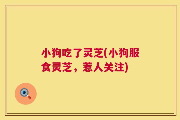 小狗吃了灵芝(小狗服食灵芝,惹人关注) 小狗吃了灵芝(小狗服食灵芝,惹人关注)