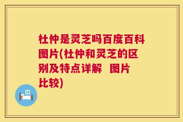 杜仲是灵芝吗百度百科图片(杜仲和灵芝的区别及特点详解 图片比较) 杜仲是灵芝吗百度百科图片(杜仲和灵芝的区别及特点详解 图片比较)