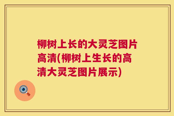 柳树上长的大灵芝图片高清(柳树上生长的高清大灵芝图片展示)
