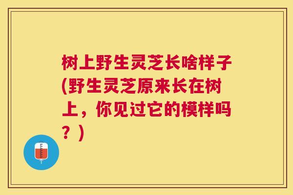 树上野生灵芝长啥样子(野生灵芝原来长在树上，你见过它的模样吗？)