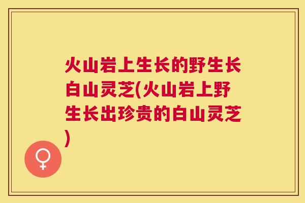 火山岩上生长的野生长白山灵芝(火山岩上野生长出珍贵的白山灵芝) 火山岩上生长的野生长白山灵芝(火山岩上野生长出珍贵的白山灵芝)