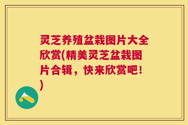 灵芝养殖盆栽图片大全欣赏(精美灵芝盆栽图片合辑，快来欣赏吧！)