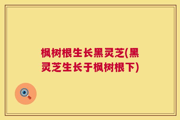 枫树根生长黑灵芝(黑灵芝生长于枫树根下) 枫树根生长黑灵芝(黑灵芝生长于枫树根下)