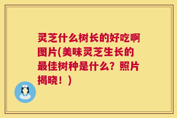 灵芝什么树长的好吃啊图片(美味灵芝生长的佳树种是什么?照片揭晓!) 灵芝什么树长的好吃啊图片(美味灵芝生长的佳树种是什么?照片揭晓!)