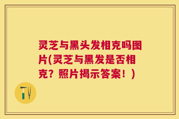 灵芝与黑头发相克吗图片(灵芝与黑发是否相克?照片揭示答案!) 灵芝与黑头发相克吗图片(灵芝与黑发是否相克?照片揭示答案!)