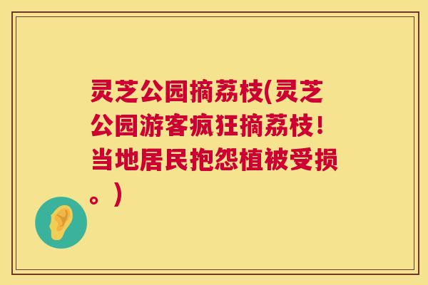 灵芝公园摘荔枝(灵芝公园游客疯狂摘荔枝!当地居民抱怨植被受损。) 灵芝公园摘荔枝(灵芝公园游客疯狂摘荔枝!当地居民抱怨植被受损。)