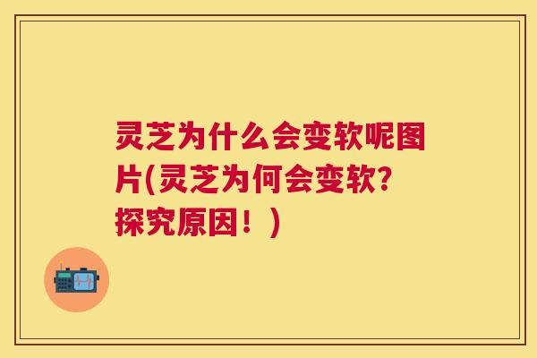 灵芝为什么会变软呢图片(灵芝为何会变软？探究原因！)