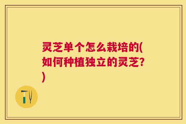 灵芝单个怎么栽培的(如何种植独立的灵芝?) 灵芝单个怎么栽培的(如何种植独立的灵芝?)