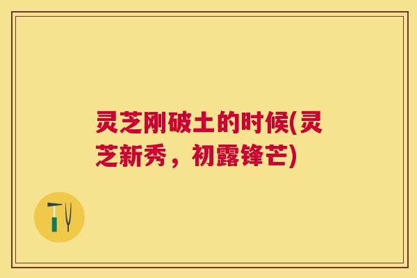 灵芝刚破土的时候(灵芝新秀，初露锋芒)