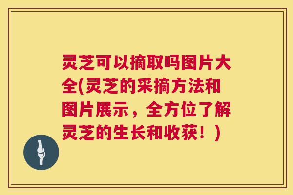 灵芝可以摘取吗图片大全(灵芝的采摘方法和图片展示,全方位了解灵芝的生长和收获!) 灵芝可以摘取吗图片大全(灵芝的采摘方法和图片展示,全方位了解灵芝的生长和收获!)