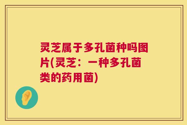 灵芝属于多孔菌种吗图片(灵芝:一种多孔菌类的药用菌) 灵芝属于多孔菌种吗图片(灵芝:一种多孔菌类的药用菌)