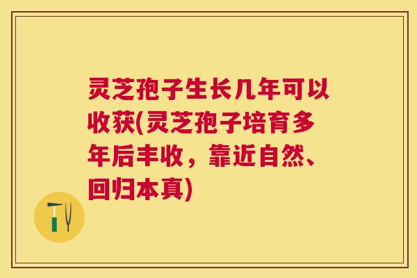 灵芝孢子生长几年可以收获(灵芝孢子培育多年后丰收,靠近自然、回归本真) 灵芝孢子生长几年可以收获(灵芝孢子培育多年后丰收,靠近自然、回归本真)
