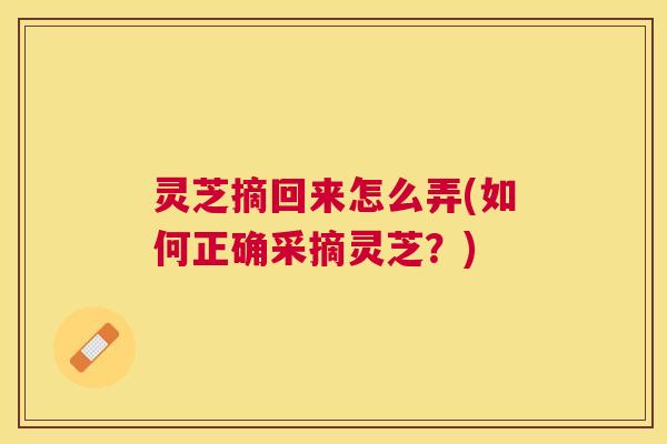 灵芝摘回来怎么弄(如何正确采摘灵芝?) 灵芝摘回来怎么弄(如何正确采摘灵芝?)