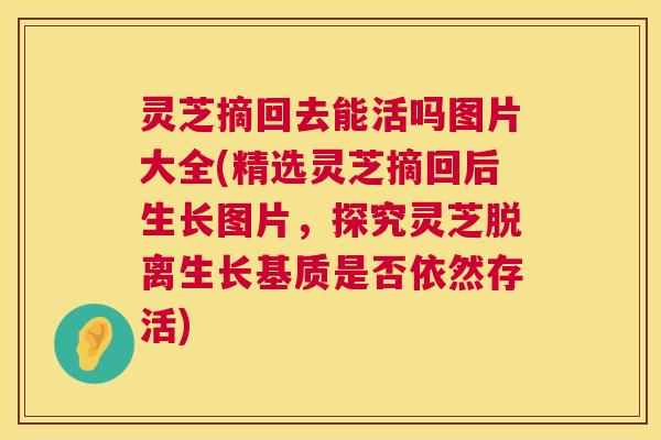 灵芝摘回去能活吗图片大全(精选灵芝摘回后生长图片,探究灵芝脱离生长基质是否依然存活) 灵芝摘回去能活吗图片大全(精选灵芝摘回后生长图片,探究灵芝脱离生长基质是否依然存活)