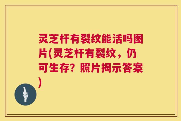 灵芝杆有裂纹能活吗图片(灵芝杆有裂纹，仍可生存？照片揭示答案)