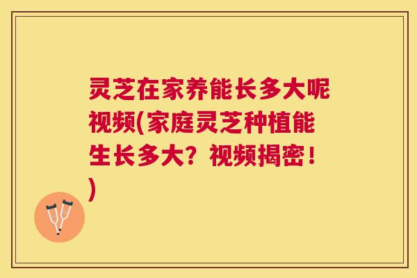 灵芝在家养能长多大呢视频(家庭灵芝种植能生长多大?视频揭密!) 灵芝在家养能长多大呢视频(家庭灵芝种植能生长多大?视频揭密!)