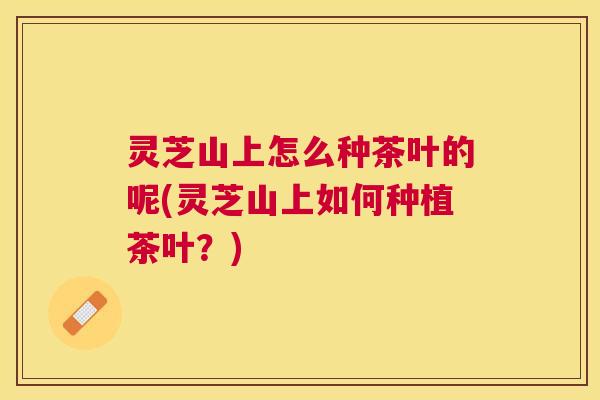 灵芝山上怎么种茶叶的呢(灵芝山上如何种植茶叶?) 灵芝山上怎么种茶叶的呢(灵芝山上如何种植茶叶?)