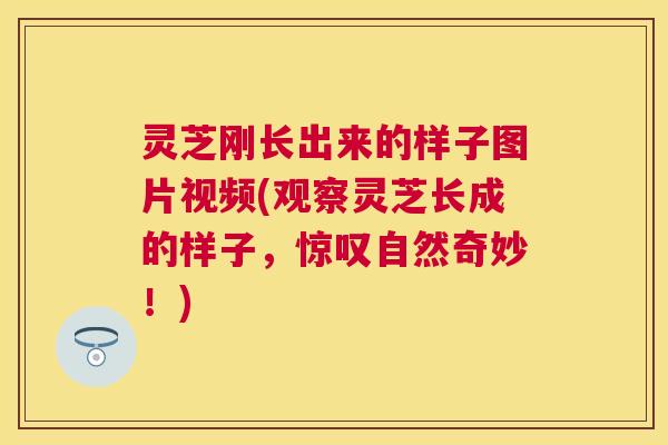 灵芝刚长出来的样子图片视频(观察灵芝长成的样子,惊叹自然奇妙!) 灵芝刚长出来的样子图片视频(观察灵芝长成的样子,惊叹自然奇妙!)