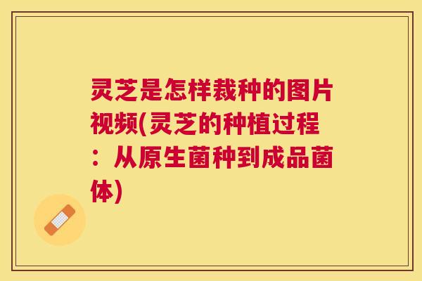 灵芝是怎样裁种的图片视频(灵芝的种植过程:从原生菌种到成品菌体) 灵芝是怎样裁种的图片视频(灵芝的种植过程:从原生菌种到成品菌体)
