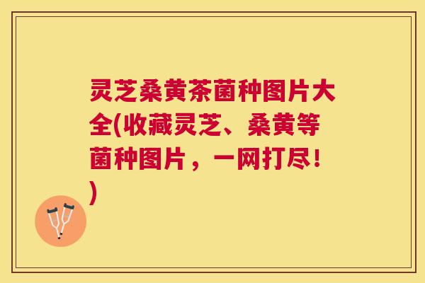 灵芝桑黄茶菌种图片大全(收藏灵芝、桑黄等菌种图片，一网打尽！)