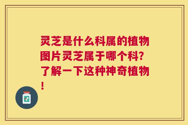 灵芝是什么科属的植物图片灵芝属于哪个科?了解一下这种神奇植物! 灵芝是什么科属的植物图片灵芝属于哪个科?了解一下这种神奇植物!