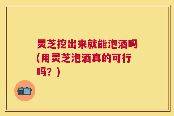 灵芝挖出来就能泡酒吗(用灵芝泡酒真的可行吗？)