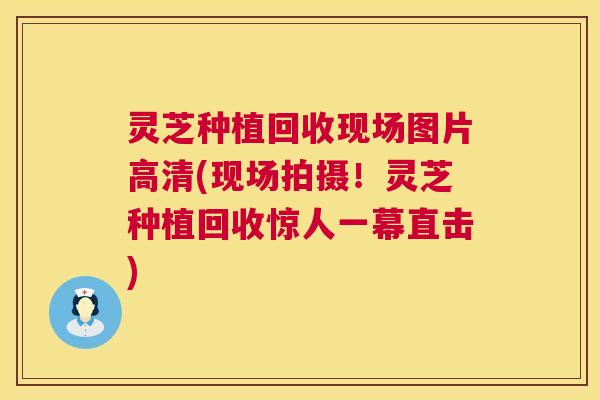 灵芝种植回收现场图片高清(现场拍摄!灵芝种植回收惊人一幕直击) 灵芝种植回收现场图片高清(现场拍摄!灵芝种植回收惊人一幕直击)