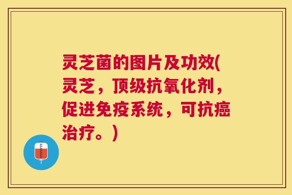 灵芝菌的图片及功效(灵芝,剂,促进免疫系统,可抗。) 灵芝菌的图片及功效(灵芝,剂,促进免疫系统,可抗。)