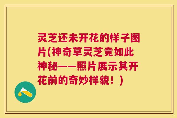 灵芝还未开花的样子图片(神奇草灵芝竟如此神秘——照片展示其开花前的奇妙样貌！)
